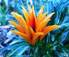 Egzotik portakal çiçeği